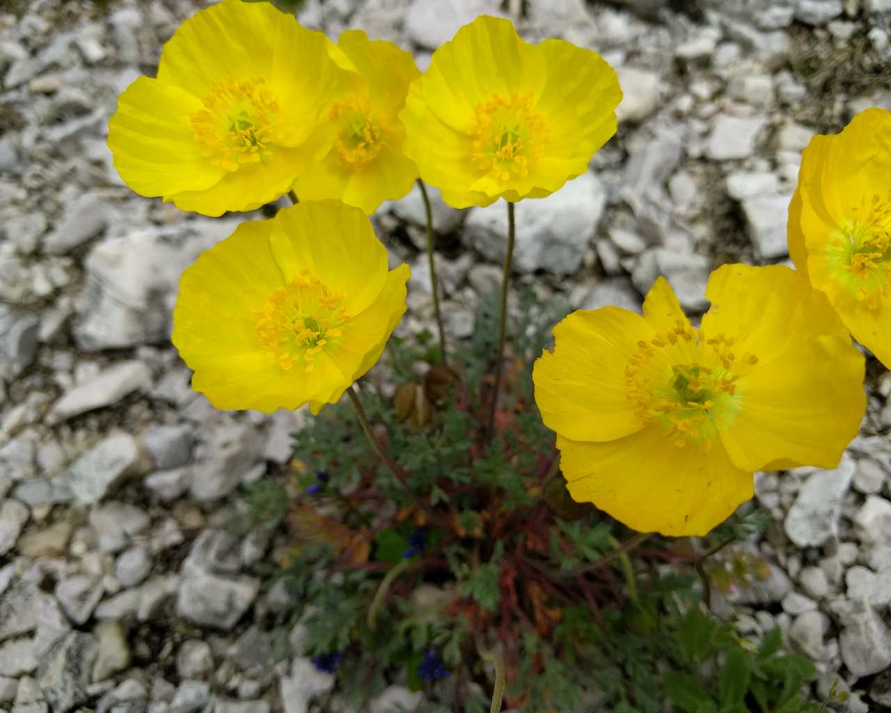Papaver alpinum (Papaveraceae)